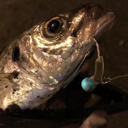 中アジ一本勝負